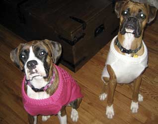 Annie and Raleigh love Party Animal!