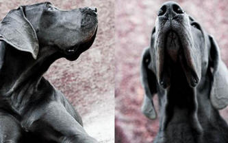 Bruin @ nine months old