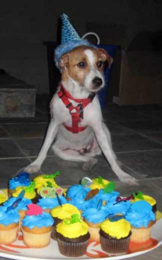 Bueller is definitely a happy Party Animnal!