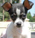 Chico loves Party Aimal dog food!