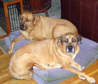Rocco and Vito - Party Animal fans!