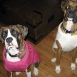 The Shoe Family (Erie, Colorado)