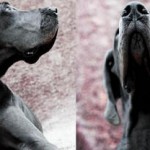 Michael (Santa Clarita, CA)