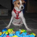 Neeraj (Foster City, CA)