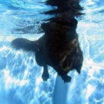 Vera (Los Angeles, CA)