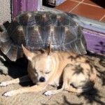 Anita (Escondido, CA)