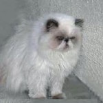 Bonnie, Poppy & Figs (Manhattan Beach, CA)