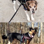 Michelle A. (North Carolina)