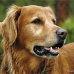 Joe P & Jimmy (Simi Valley, CA)