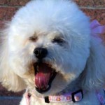 Dinah (Los Angeles, CA)