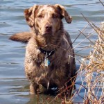 Elaine, Rogue and Mauser (Warwick, NY)