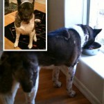 Sushi and Sheila (Sherman Oaks, CA)